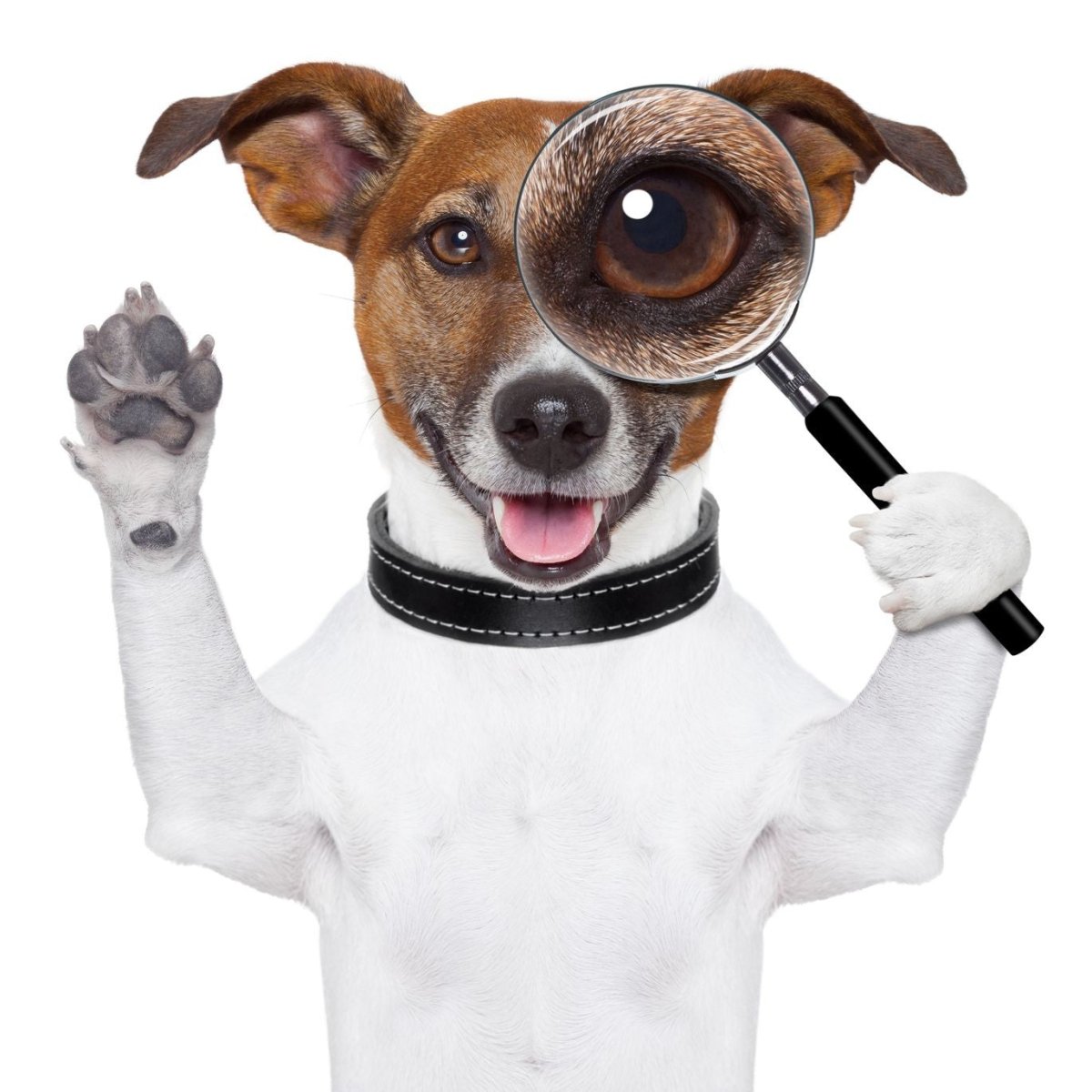 Magnifiers for Dogs - Magnifiers NZ