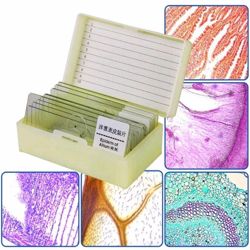 10 pc Prepared Microscope Slide Kit - Magnifiers NZ