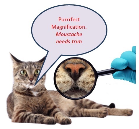 Magnifiers For Cats